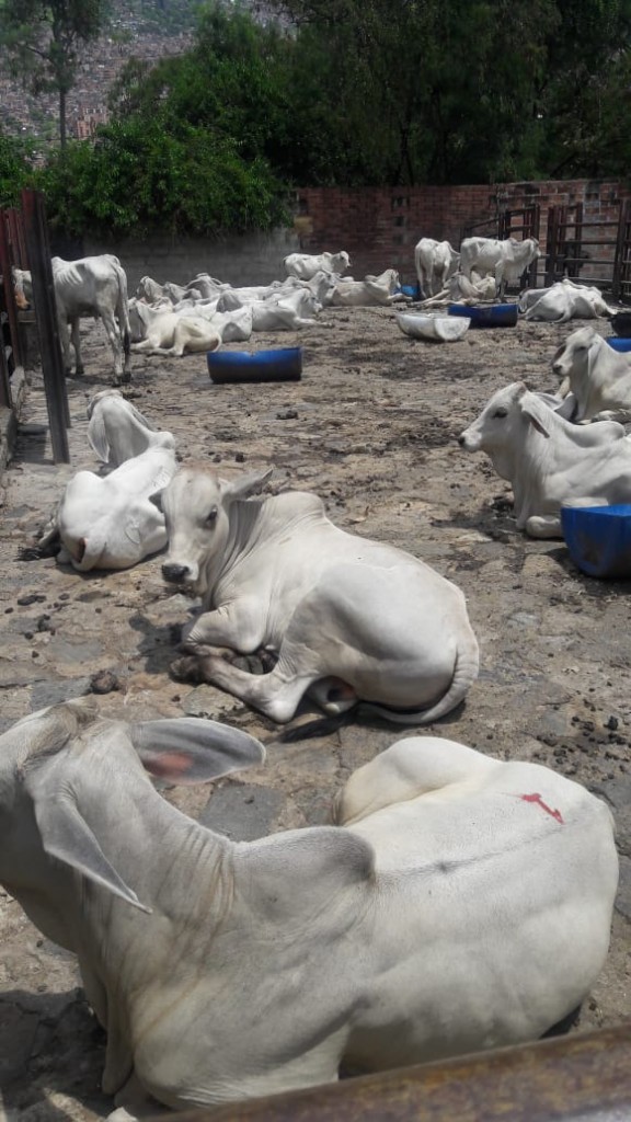 Terneros Brahman Blanco Comercial