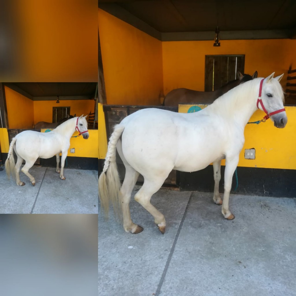 Semipony