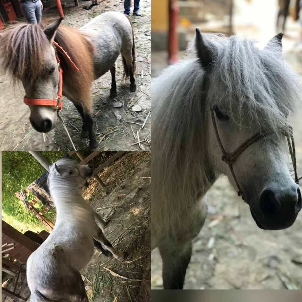 Pony Hembra  y Macho