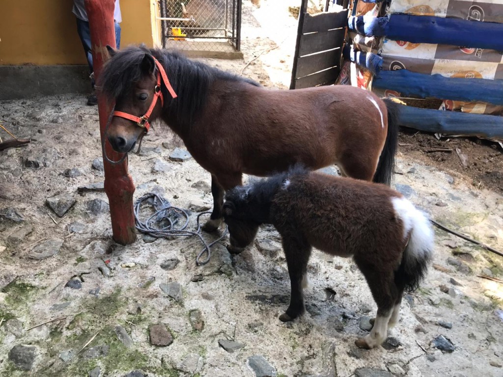 Atado de Mino Horse/ madre papeles Americanos