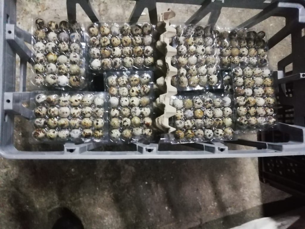 Huevos de codorniz