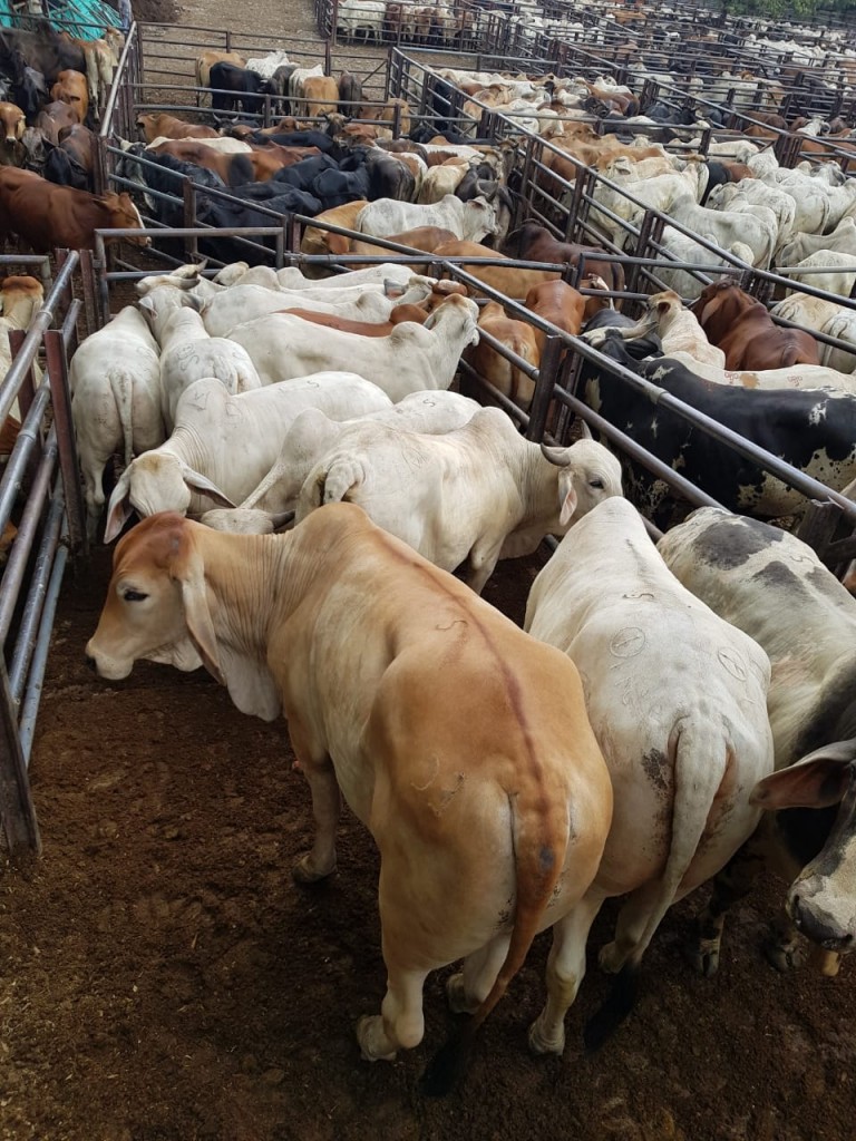 Lote de Novillos Gordos /450 kg promedio de lote