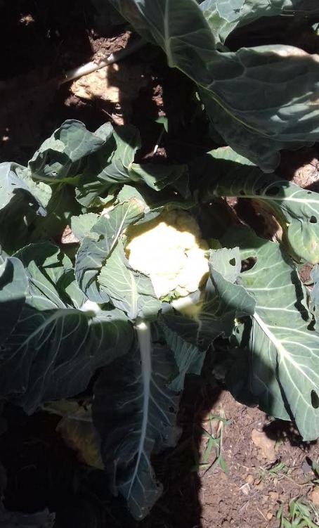 Coliflor