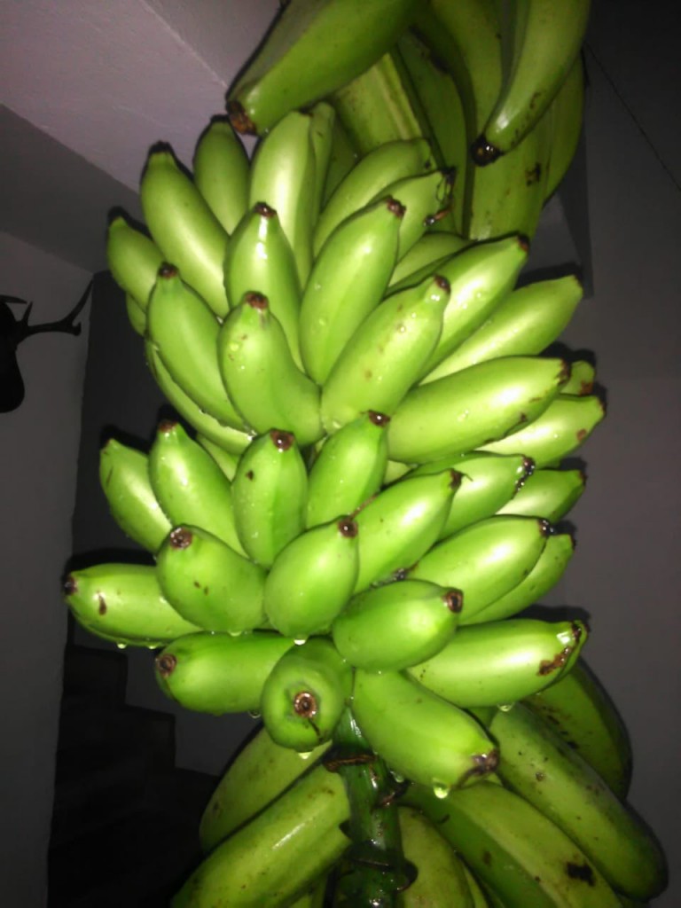 Murrapo