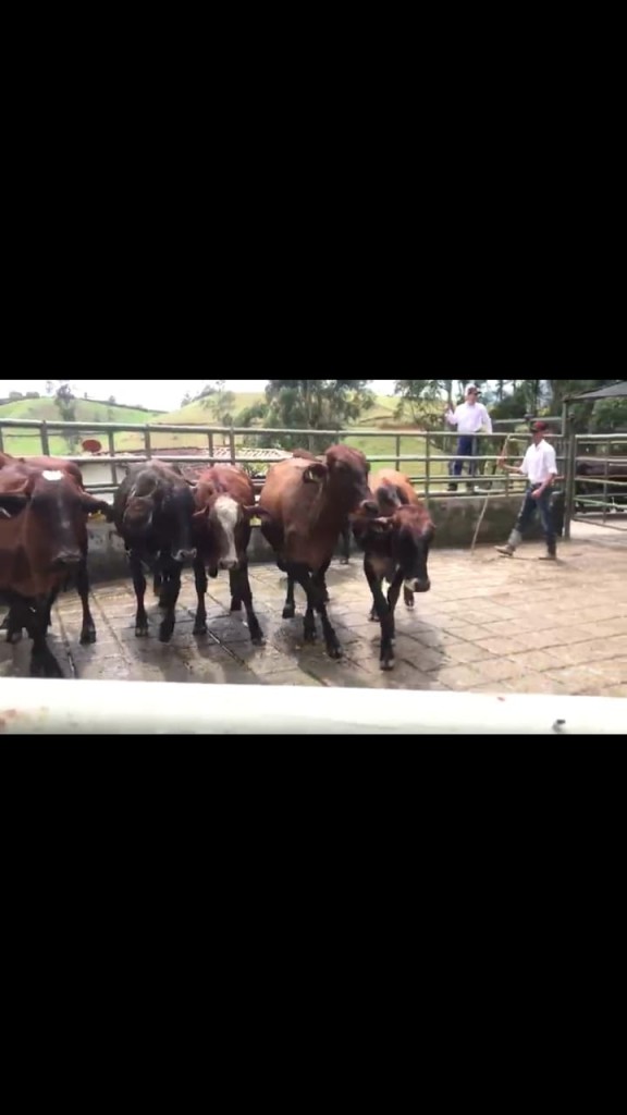 Novillls Gyr × Ayrshire peso aprox 380kg