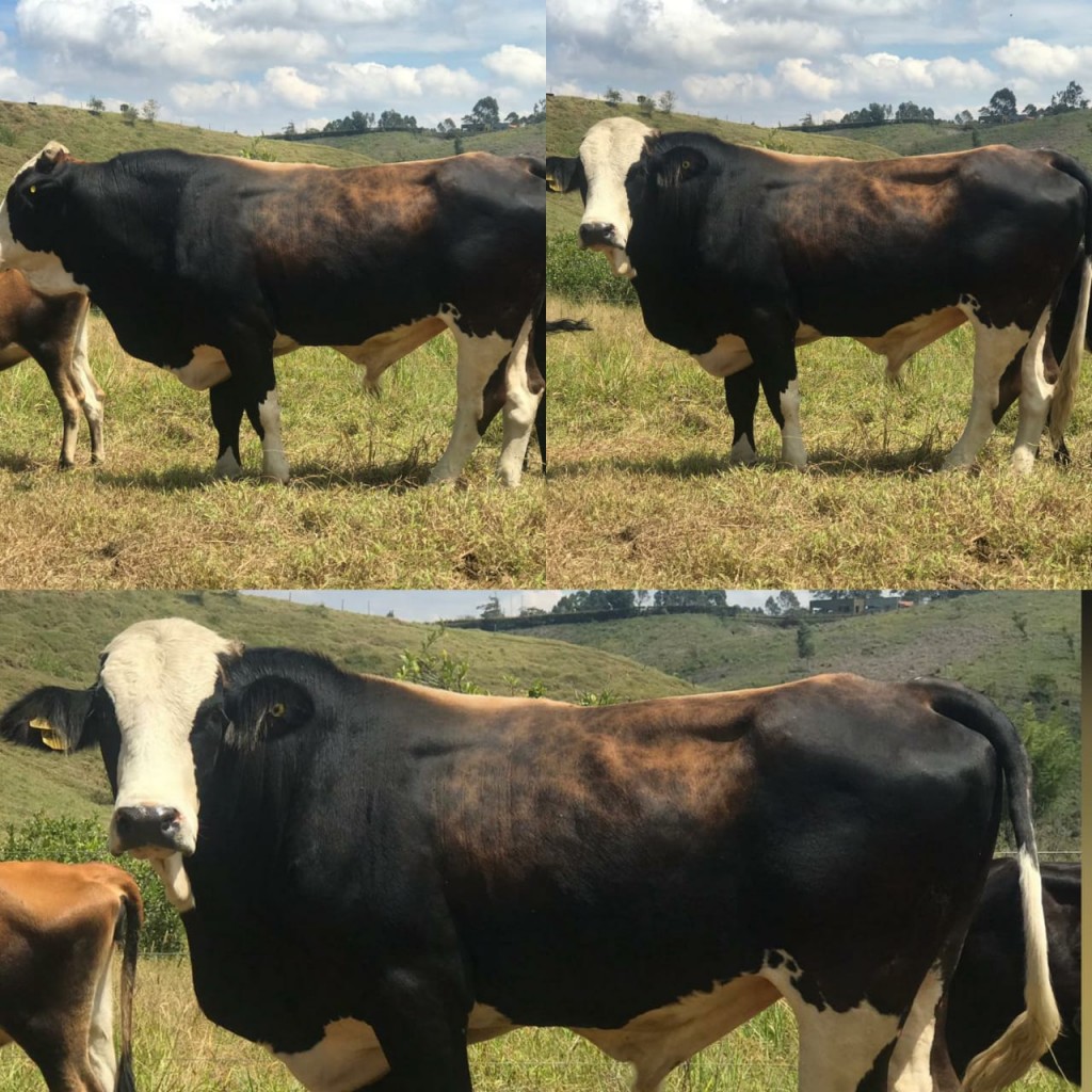 Toro Simbrah 670kg 30 meses