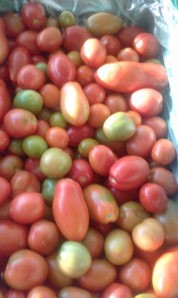 Tomate certificado