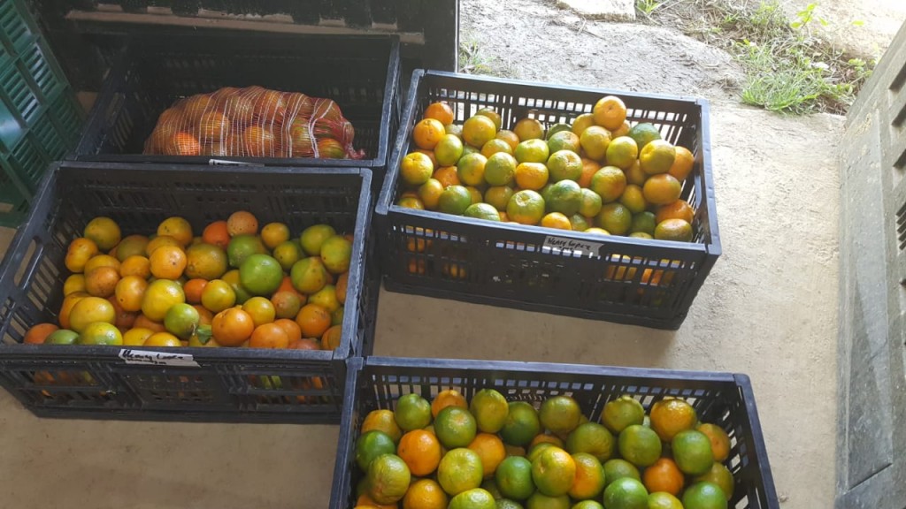 Mandarina