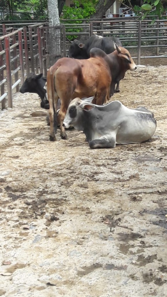 Lote de Toros para Beneficio/470kg aprox