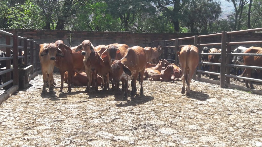 Novillas Brahman comercial de lujo
