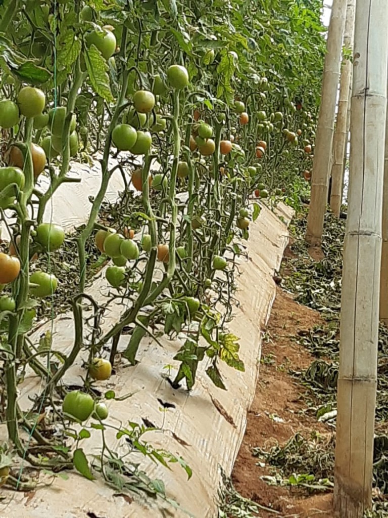 Tomate extra