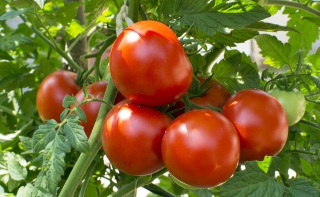 Tomate de aliño