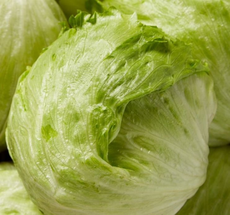 Lechuga batavia × 12 uds