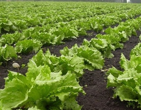 Lechuga crespa × 25uds