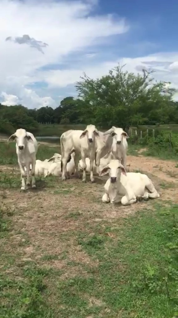 Hembras de Levante,/brahman Blanco comercial
