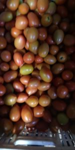 Tomate Chonto