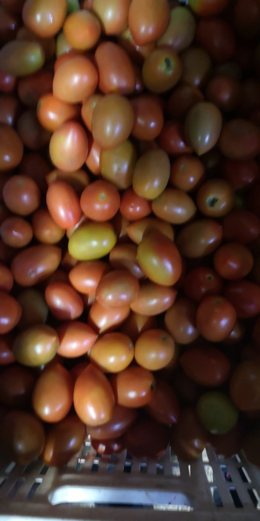 Tomate Chonto