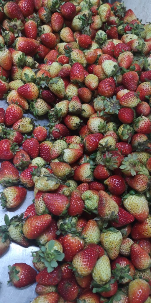 Fresas/calidad 5