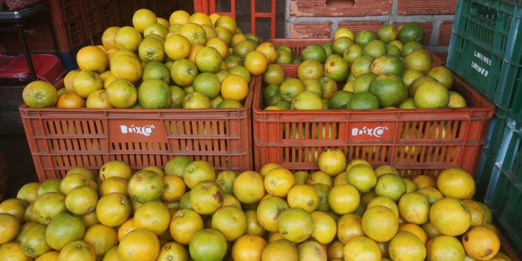 Naranja Valencia