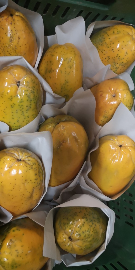 Papaya