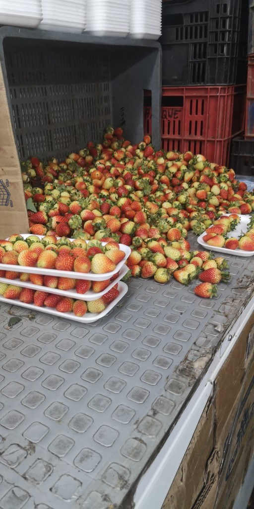 Fresa delgada/400g