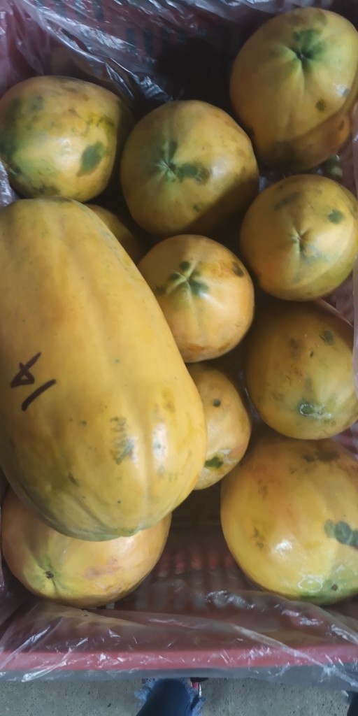 Papaya  Marandú