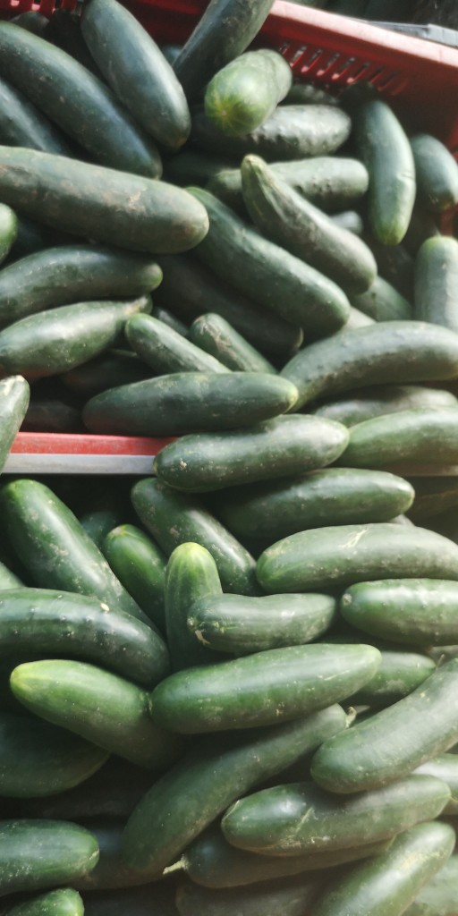 Pepino