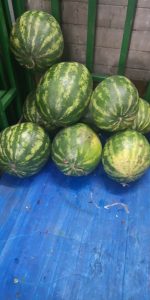 Sandia