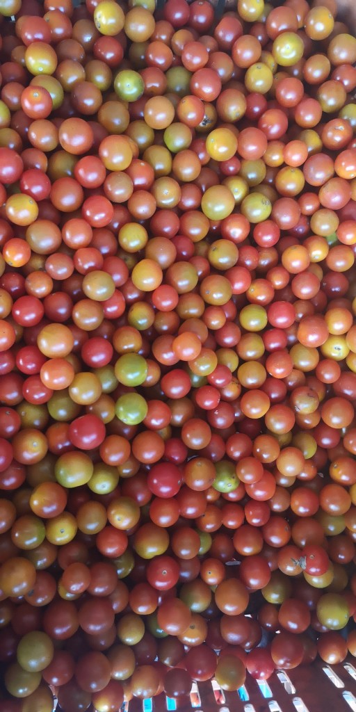 Tomate Cherry