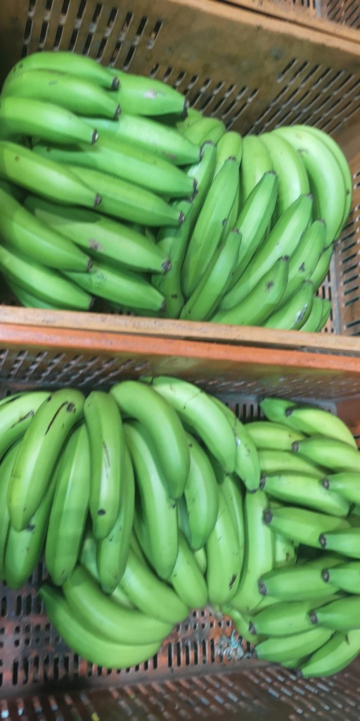 Banano Criollo