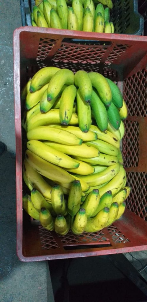 Banano Criollo