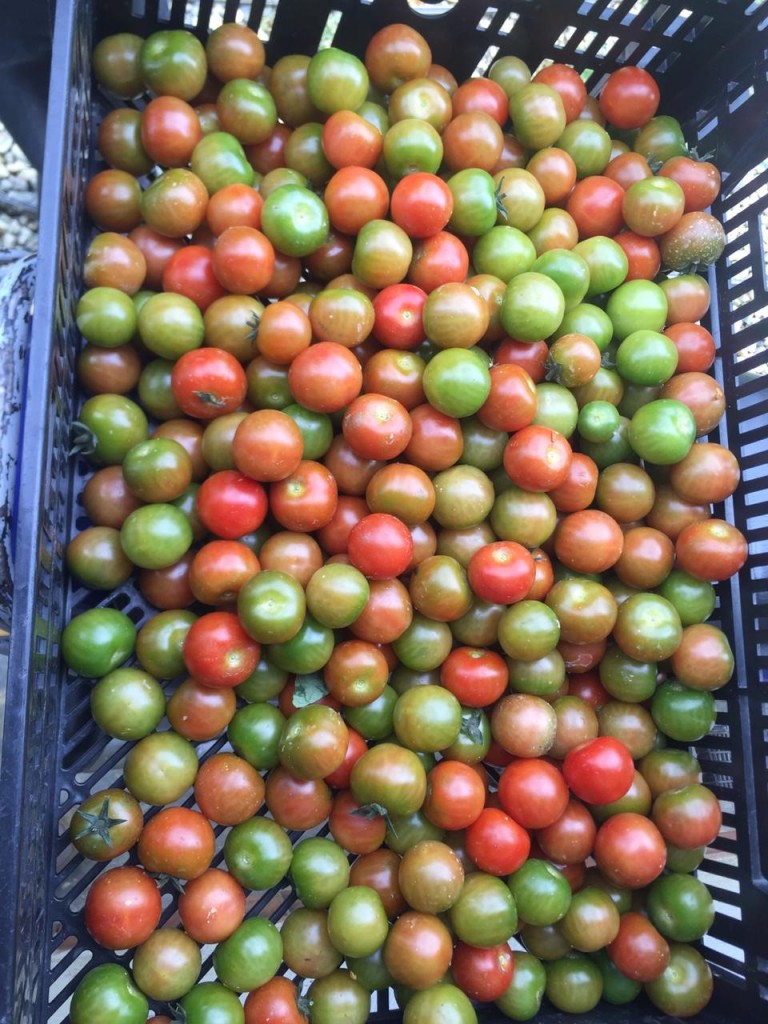 Tomate cherry tangerine