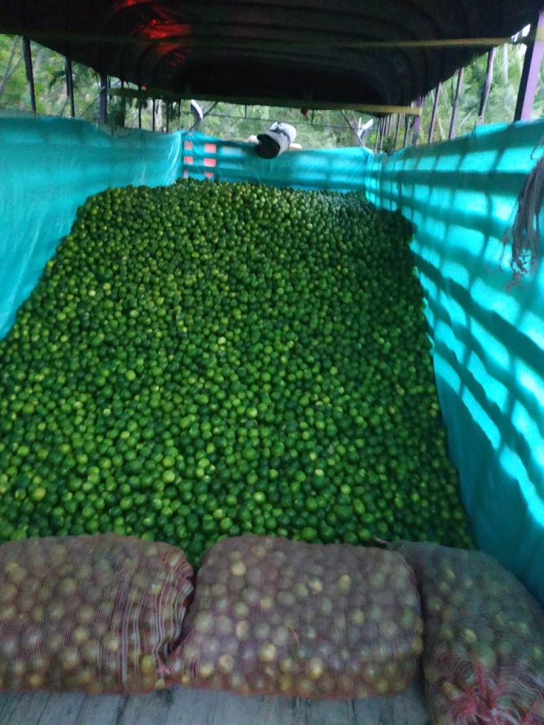 Limon tahiti de 1ra