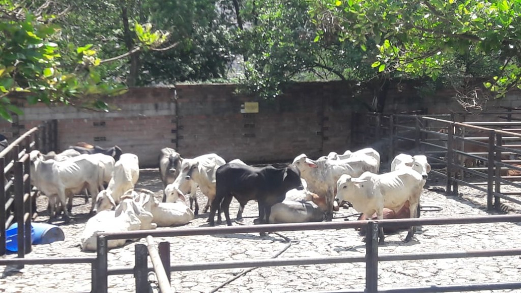 Machos de Levante