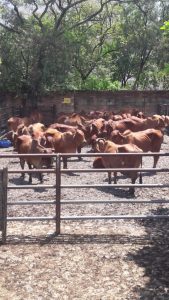 Novillas Brahman Rojo comercial Extras