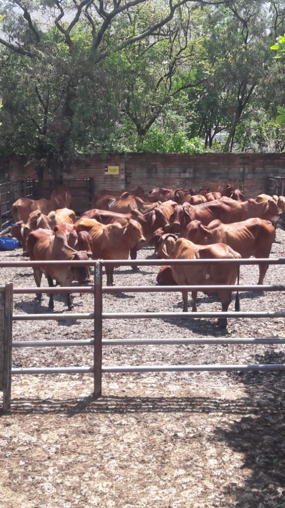 Novillas Brahman Rojo comercial Extras