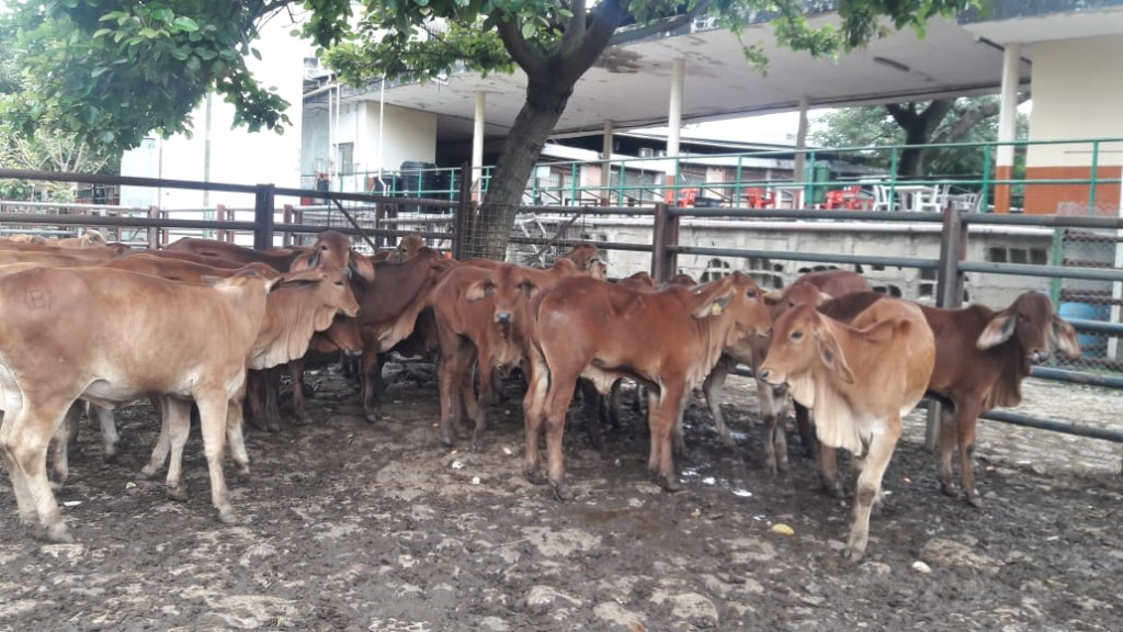 Terneras Brahman rojo comercial