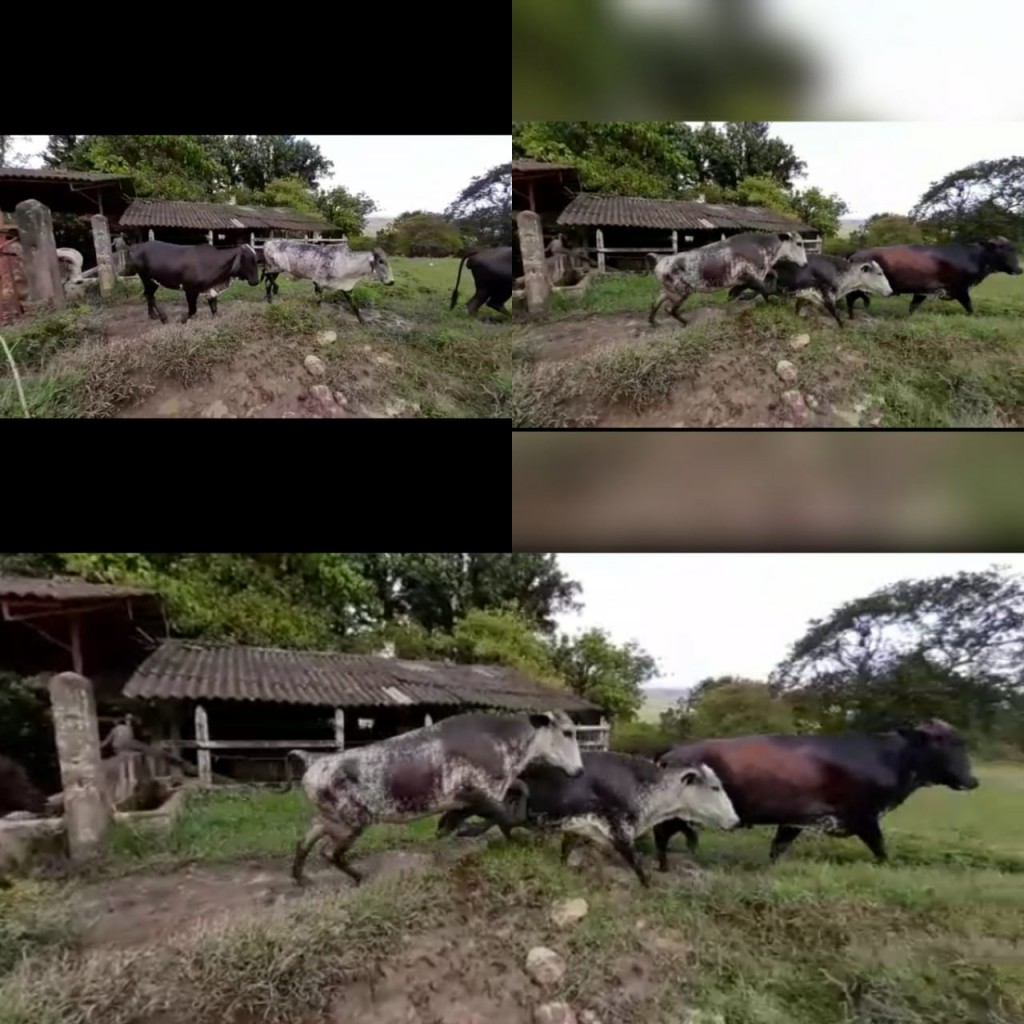 5 novillas y 2 vacas segundo parto
