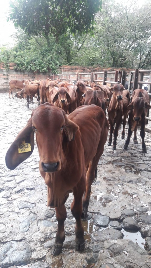 Machos de Levante brahman rojo