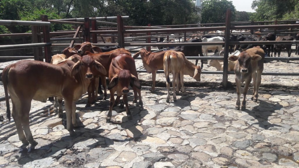 Terneras de Levante