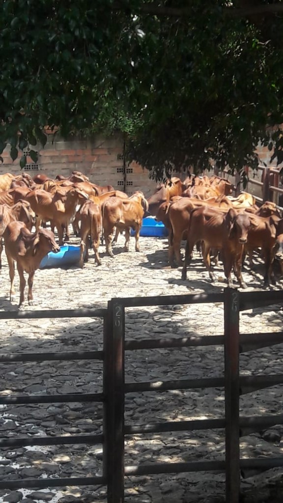 Novillos Brahman Rojo