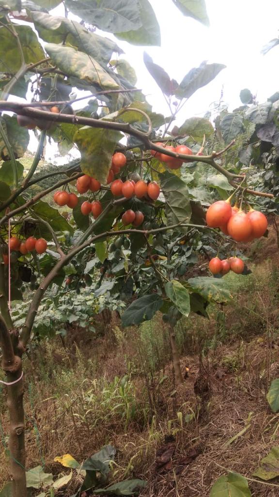 Tomate de  Arbol