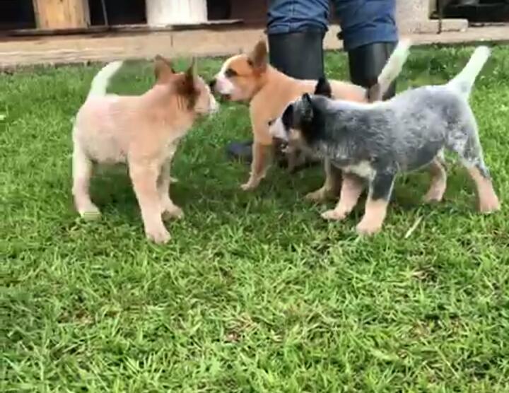 Cachorros de Pastor ganadero Australiano