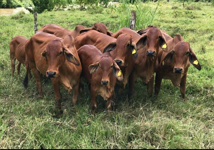 Novillas brahman rojo 370kg aprox
