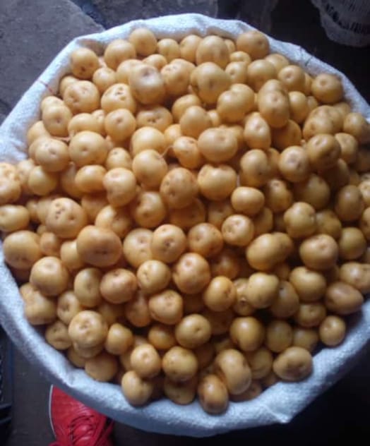Papa criolla Nariño
