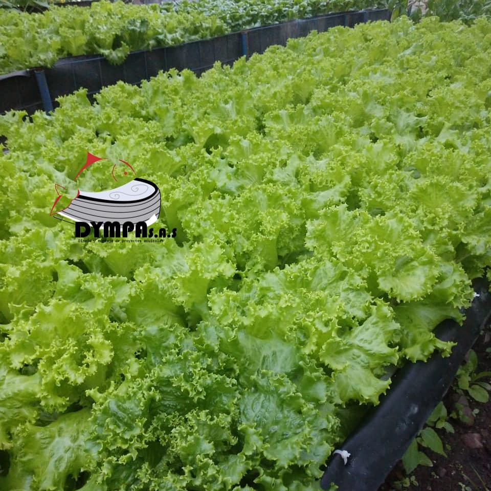 Lechuga crespa hidroponica