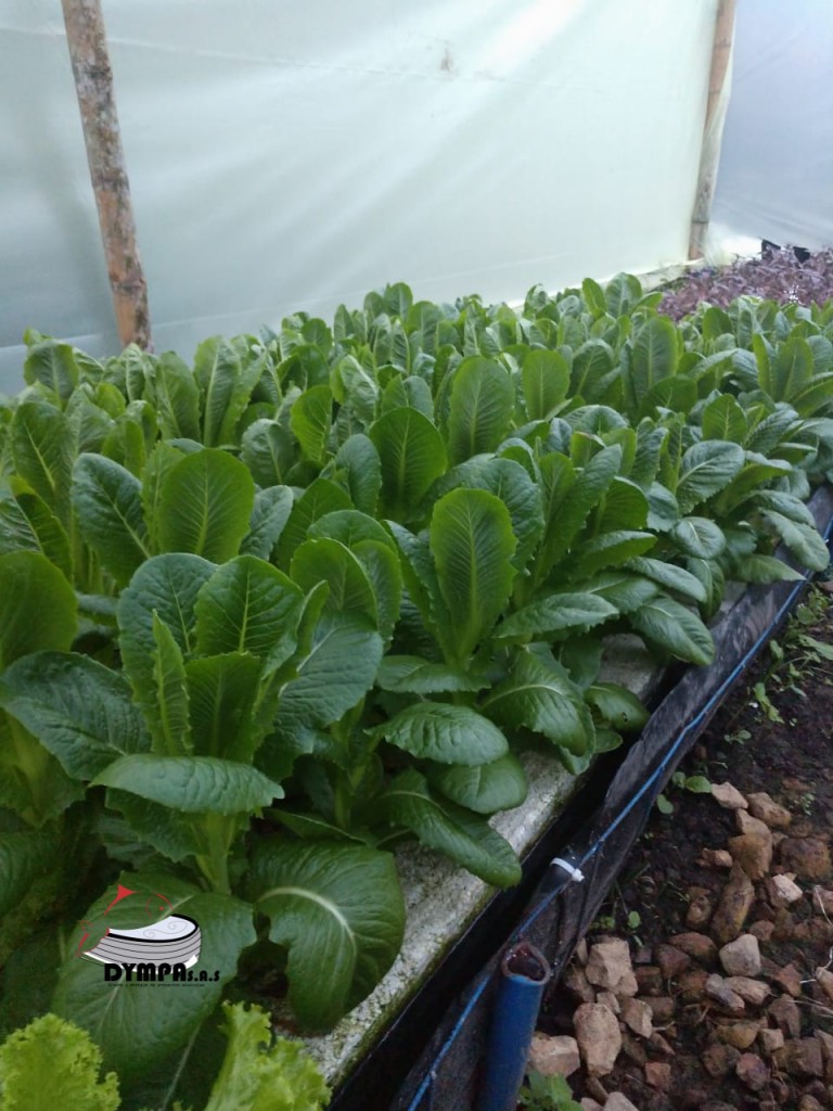 Rugula