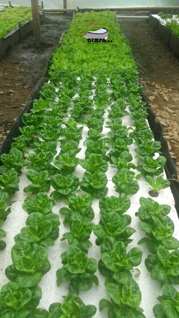 Lechuga romana