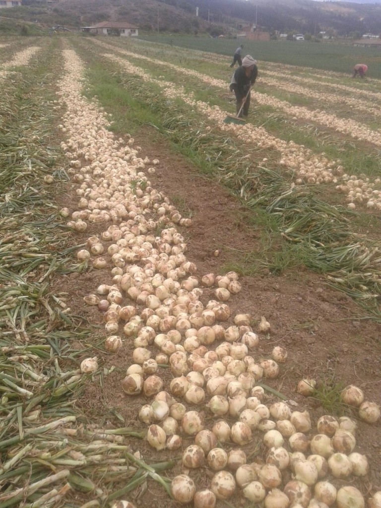 Cebolla cabezona blanca × carga