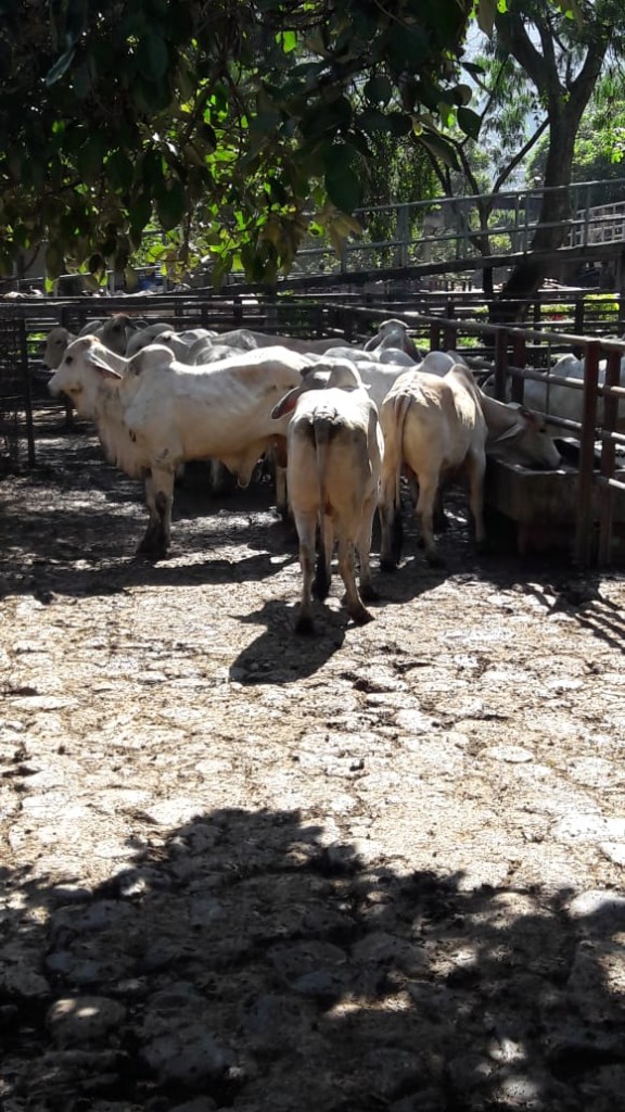 Novillos de 490kg